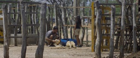 Неоновый вол (2015) Неоновый вол (2015)