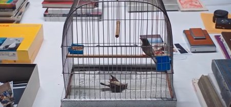 Женщины ХХ века (2016)