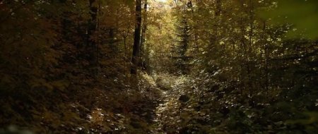 Жестокие мечты (2016)