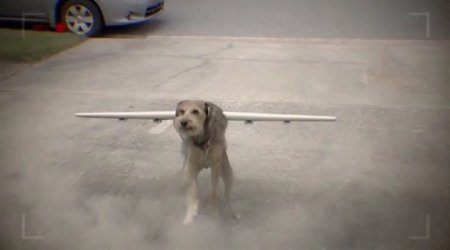 Робопёс. Авиационный (2017)